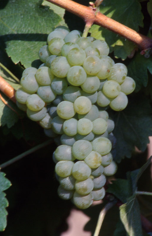 grappolo di Sauvignon